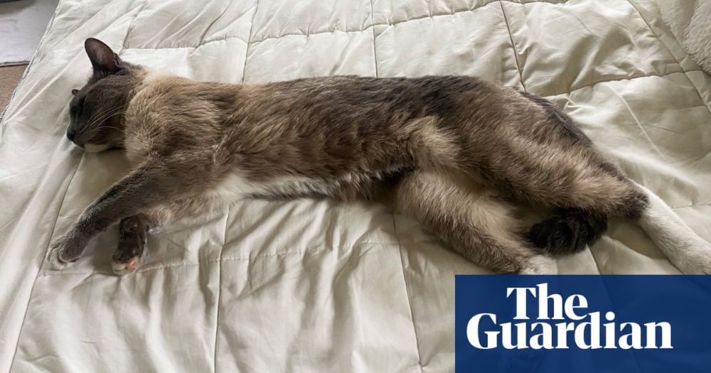 Cat lost in Yellowstone travels 800 miles to reunite with owners after two months