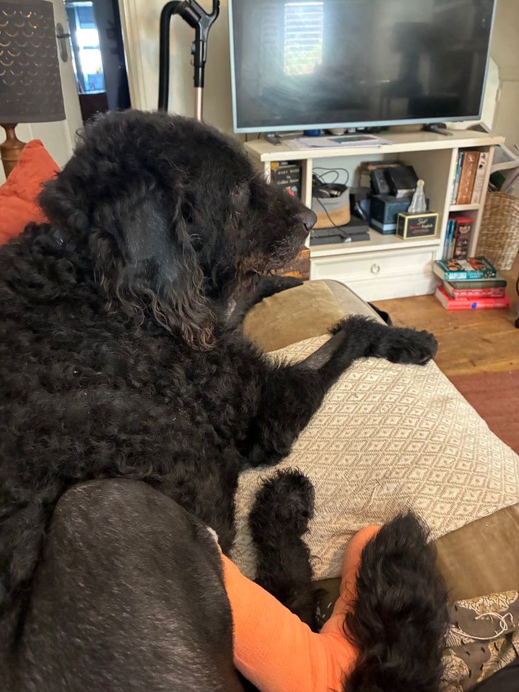 Good boy, in a bandage
