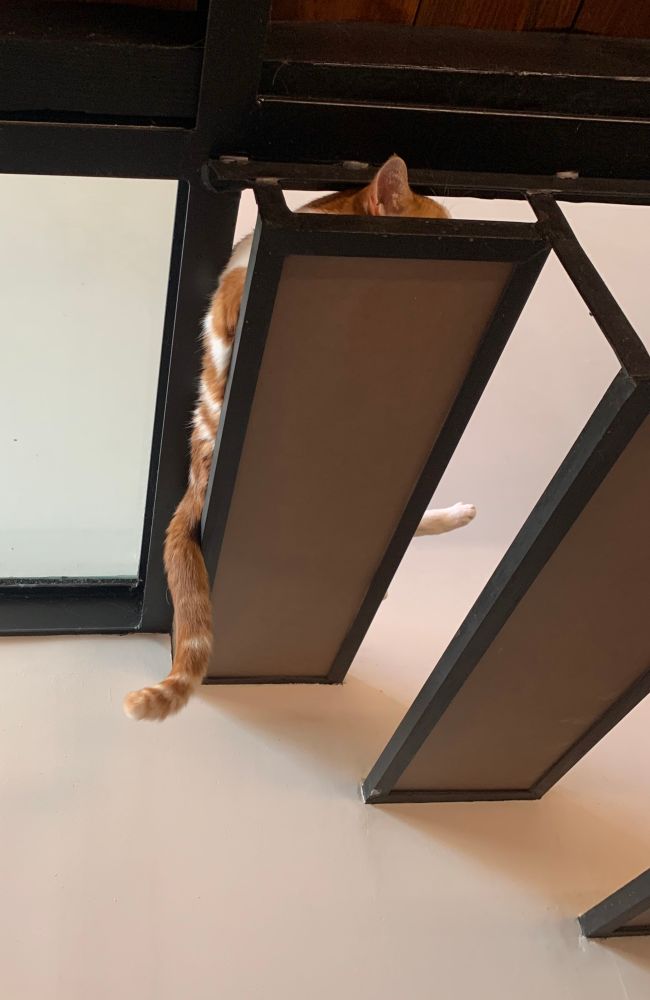 A cat sleeping on the step of a floating staircase. Her tail is lazily hanging down. A paw and an ear protrude. 