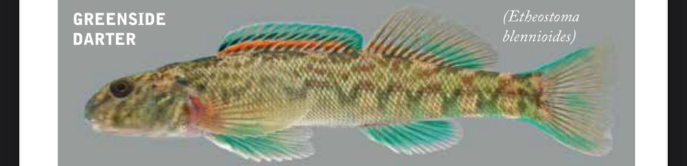 A picture of a fish that states that it is called a "Greenside Darter", and that its species name is Etheostoma blennioides. It is primarily olive-green with darker, v-shaped marks down its side. Its fins, excluding the pectoral fins, are blue-green, with the two dorsal fins having an orange-red band at the bottom of them.