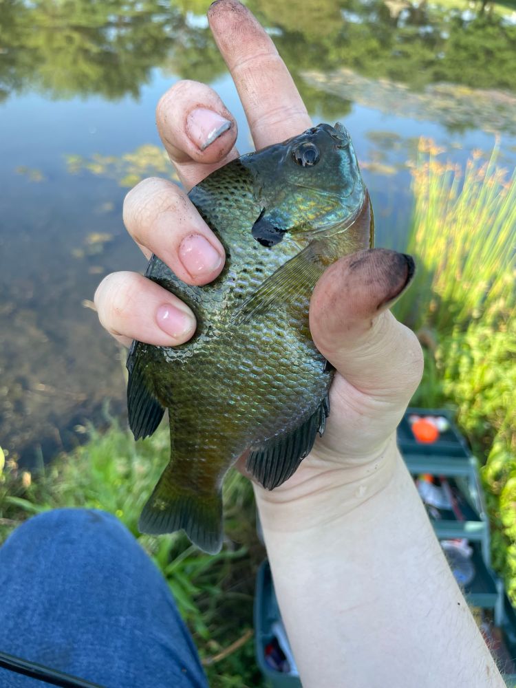 An olive-green fish with dark bands down its side being held in hand. It has red along its chest and blue along its lower jaw.