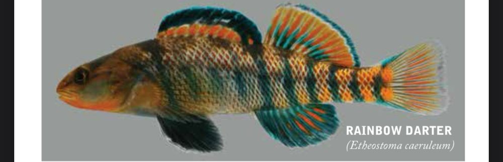 A picture of a fish stating that it is called a "Rainbow Darter" with the species name Etheostoma caeruleum. It is a dark brown toward its head transitioning to a bright orange at the base of its tail. There are three black saddles on the fish, as well as black vertical bars along its side. Its lower jaw and throat is bright orange. While the pectoral fins appear clear, the pelvic fin is pitch black. The first dorsal win is orange at the bottom with black on top. The second dorsal fin starts as a vivid blue, followed by orange, followed by a thin strip of white, finishing in a thin strip of blue. The anal fin is bright blue with orange ovals inside each ray. The caudal fin has blue along the edge and is yellow and orange inside.