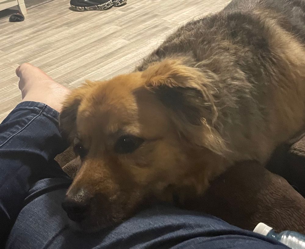 A tan and black dog with her head bowed down onto her owners leg as she looks longingly toward the side at something offscreen. She looks incredibly sad and pitiful.