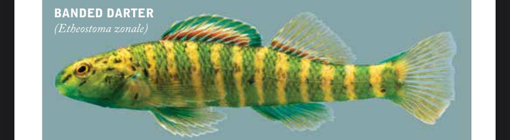 A picture of a fish stating that it is called "Banded Darter" and that its species is Etheostoma zonale. Its body is a bright yellow with several green vertical bands. There are small brown dots across its face. Its lower jaw, throat, pelvic fins, and anal fin are a blue-green color. Its first dorsal fin starts black, transitions to a thin strip of orange, moves to an almost cream color, then ends in the in the blue-green of the lower fins. The second dorsal fin is a similar pattern, though compressed and lacking the blue-green. Instead, the top portion is transparent with a yellow tinge. The caudal fin is also transparent with a yellow tinge. 