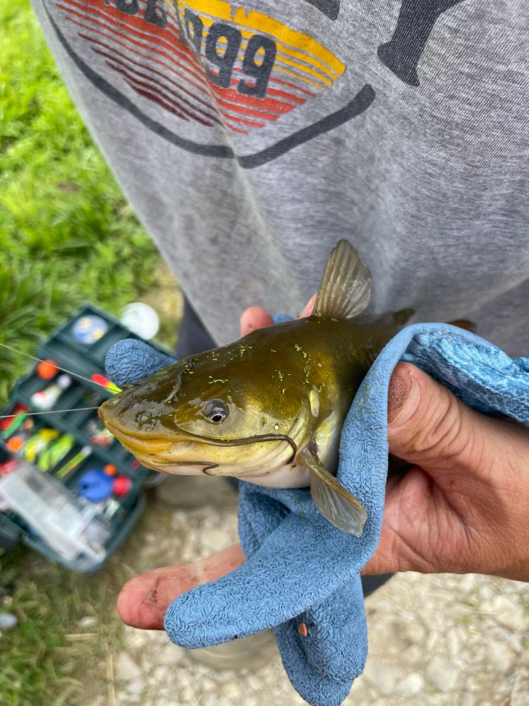 A (likely) brown bullhead catfish being held, with a blue, textured glove between its body and the hand. Only the front half is visible. It has dark whiskers plastered to the side of its face. It is a dark, olive green on its back with some yellow bleeding in and a white underbelly. 