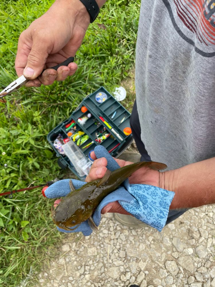 A (likely) brown bullhead catfish being held, with a blue, textured glove between its body and the hand. It is viewed from above. It has dark whiskers visible. It is a dark, olive green on its back. It is about the size of the hand holding it.