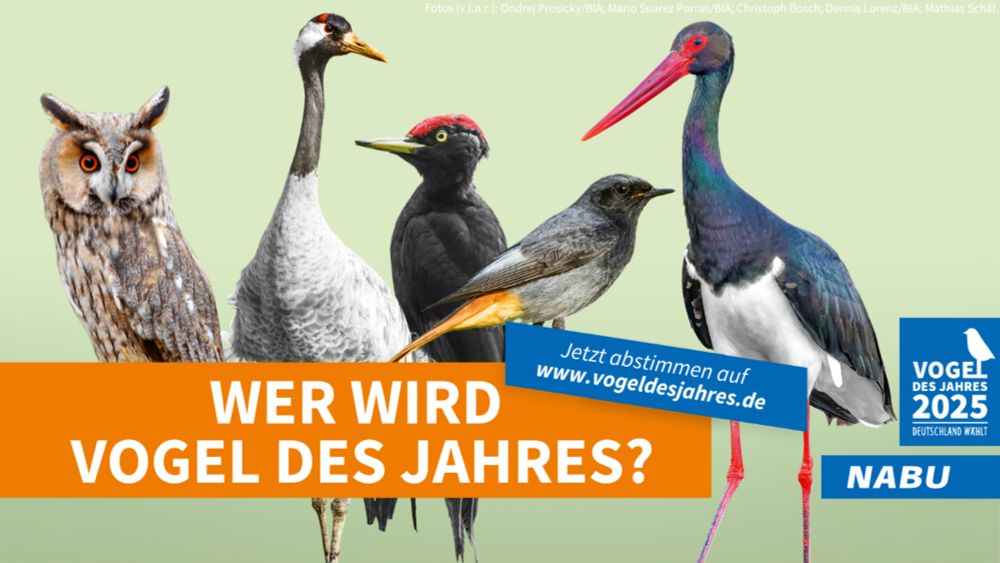 Deutschland wählt den Vogel des Jahres 2025 - NABU