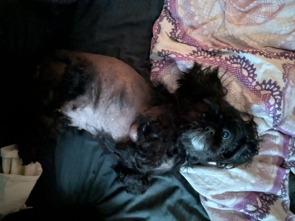 Miso lying on the bed looking up at me