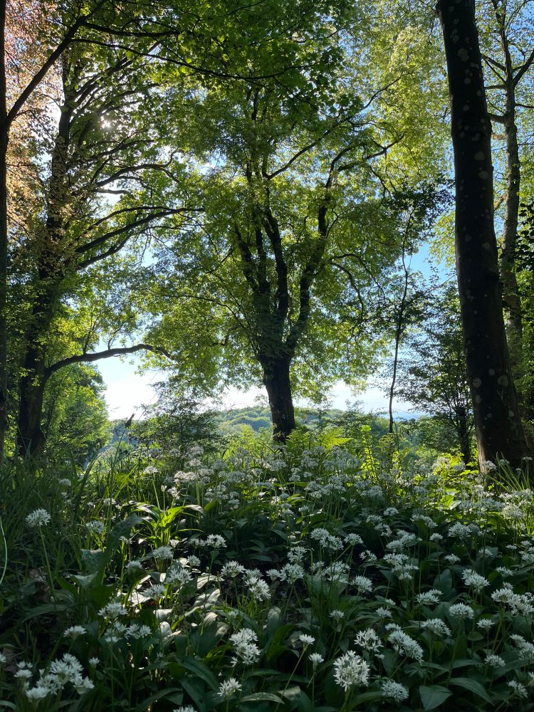 Wild garlic in Heidelberg on a sunny May 1st