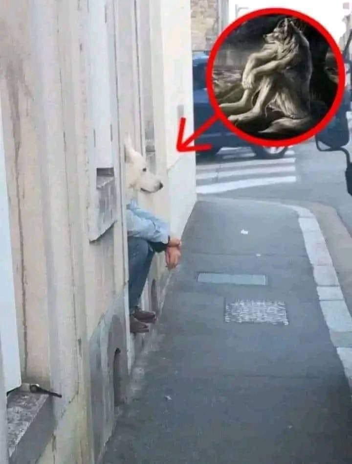 homem sentado numa porta que dá pra calça mas um cachorro botou a cabeça pra fora e parece que é um cachorro com corpo humano. uma seta está apontando pra ele com uma imagem circulada de um lobisomem sentado com os braços em cima das pernas dobradas, usado no meme "domingo a noite"