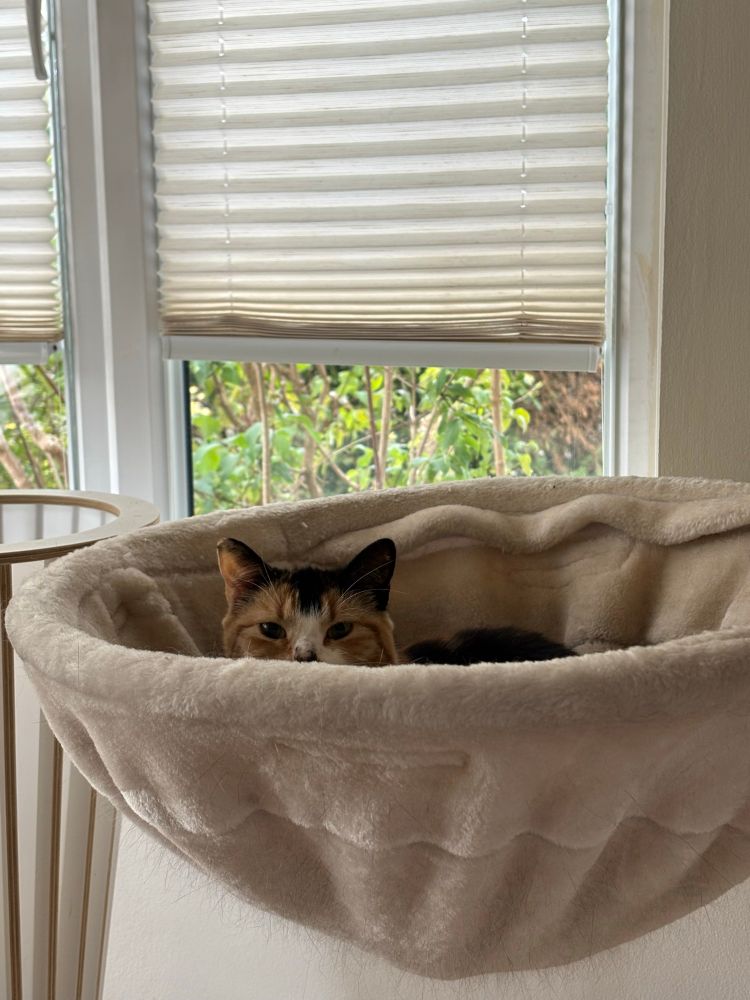 Lina, a small tortoiseshell & white cat, peeks over the side of her bed warily