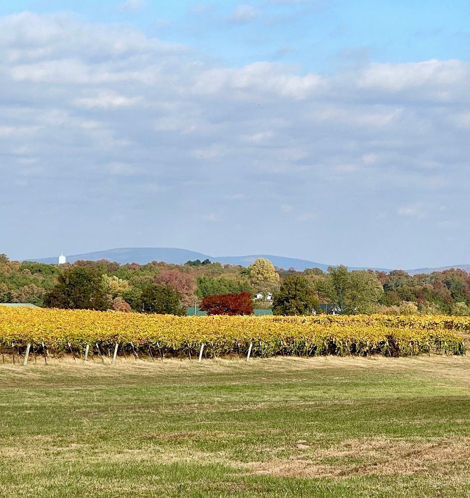 A view of the Boston mountains in the distance from Post's Muscadine Vines, in #AltusArkansas  vineyards have turned a mustard yellow, and in the distance, you see the top of a 50 year-old crêpe Myrtle, that has turned red.