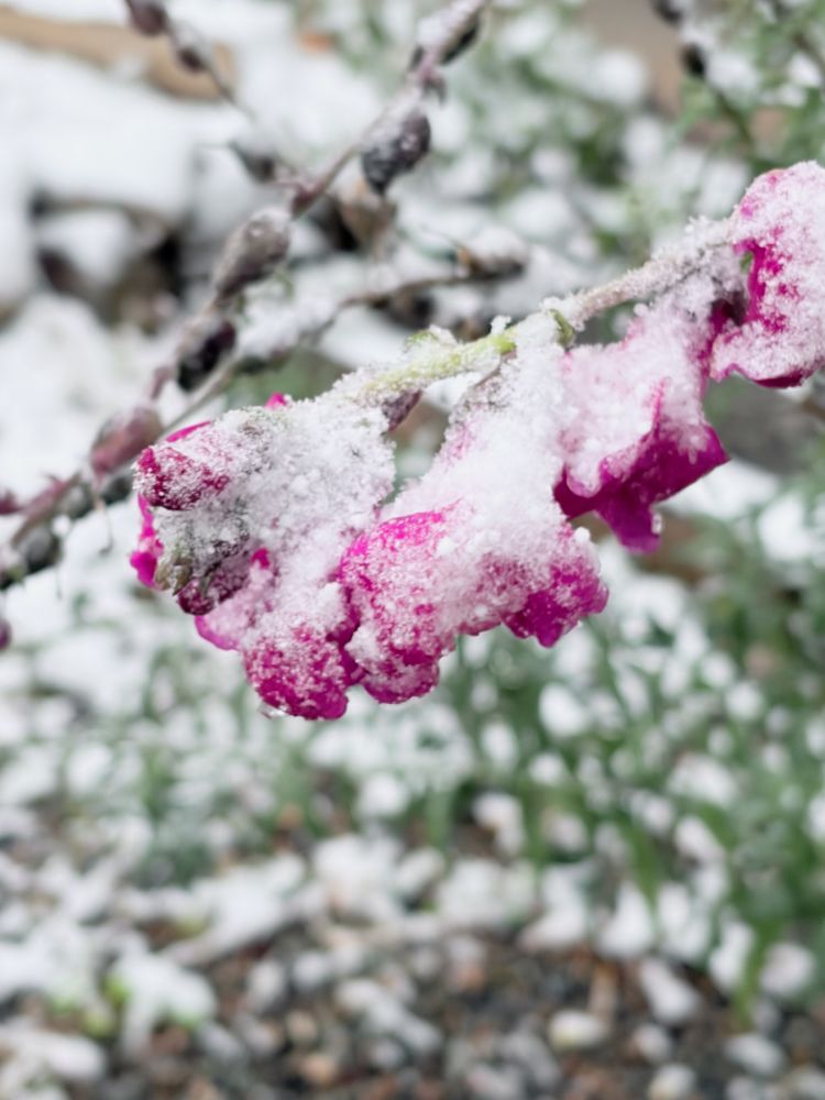 Deep pink snapdragons coated wth snow.