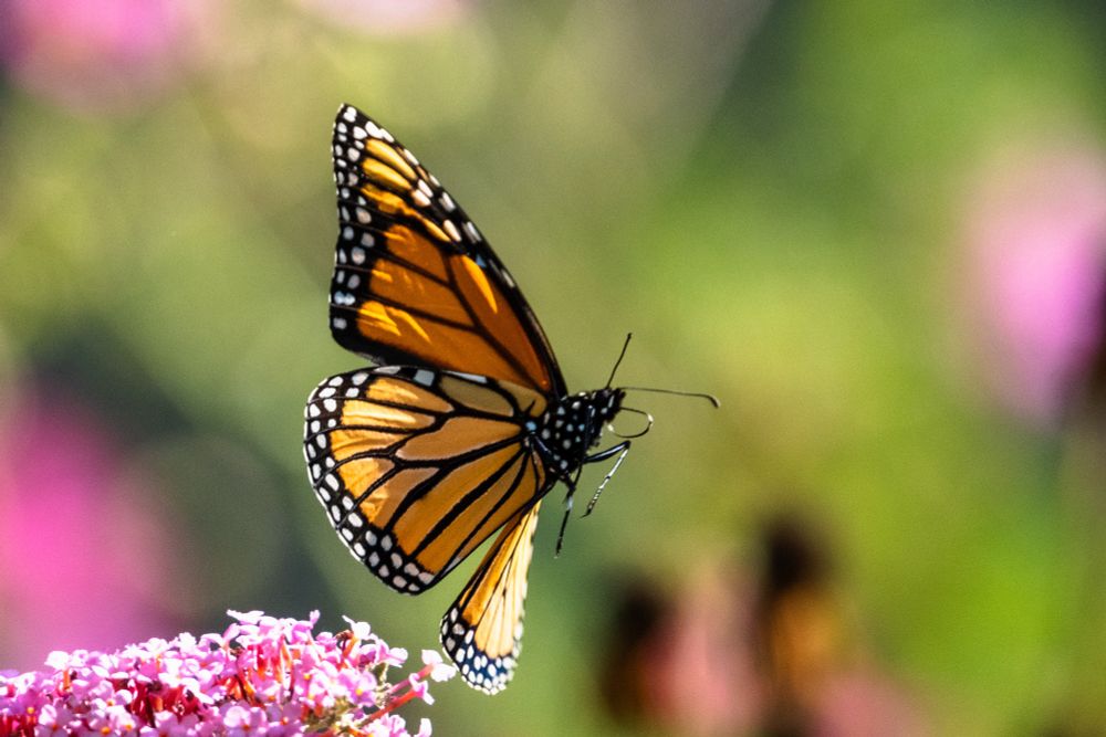 A monarch butterfly taking off from a buddleia flower.