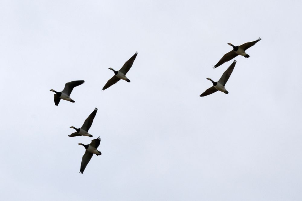 6 Barnacle Geese in flight