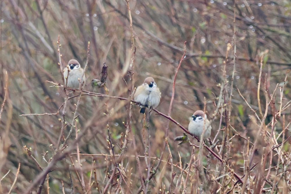 Three Tree Sparrows on a small branch