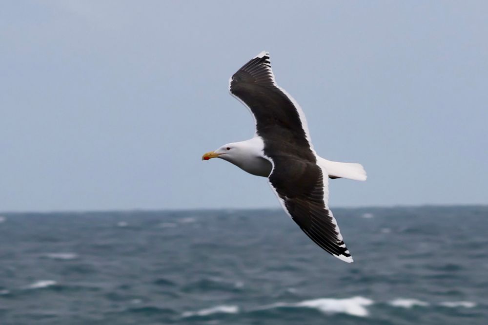 Great Black-backed Gull flying over the sea off the Caithness coast