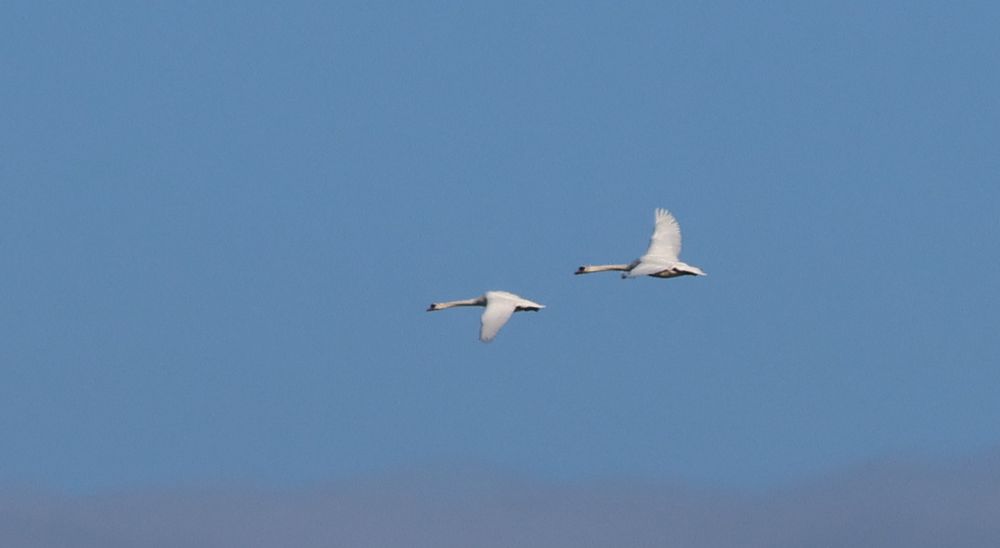 Two Mute Swans in flight