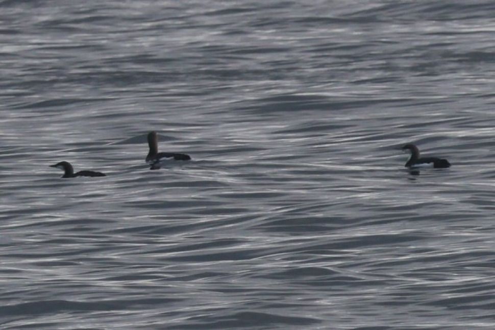 Three Black-throated Divers on the sea

