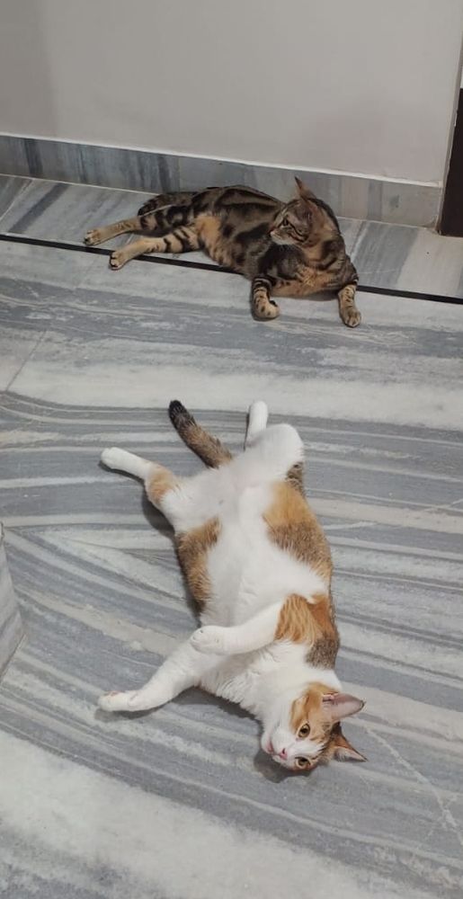 Two cats lying down on the floor fully relaxed 