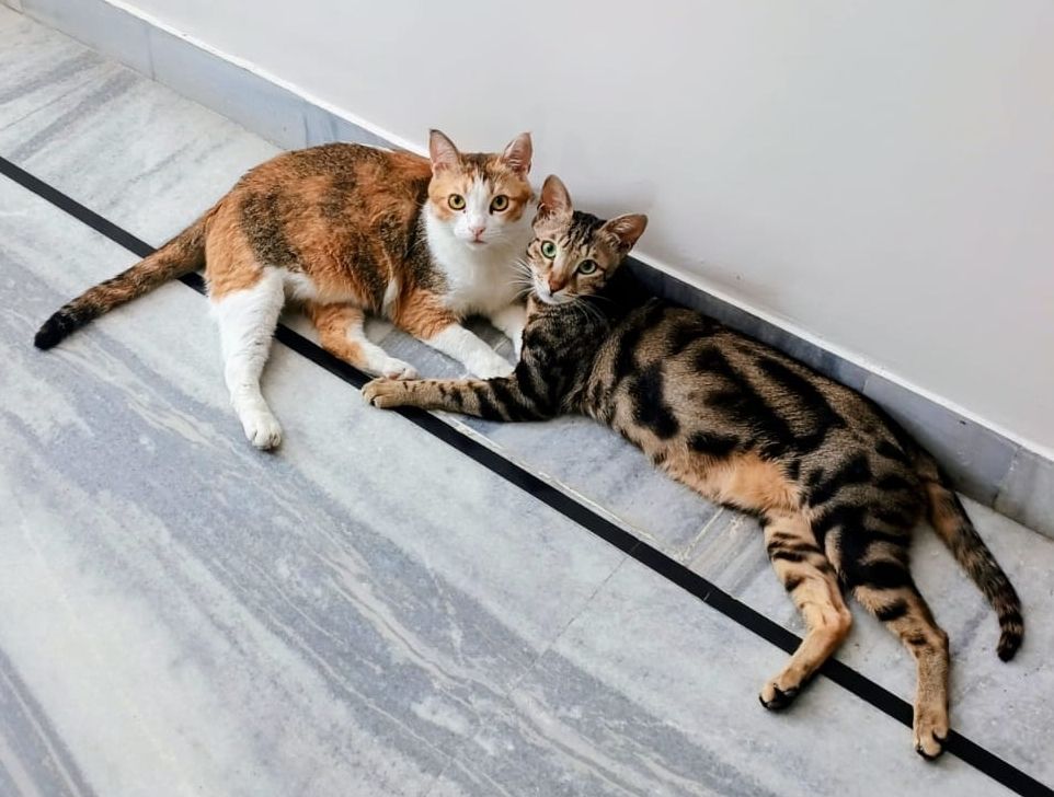 Two cats lying on the floor being all cute 