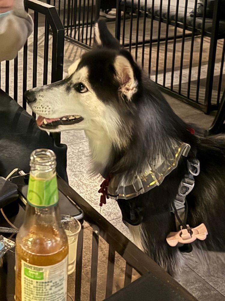 シベリアンハスキーが期待を込めて友達を見上げている写真