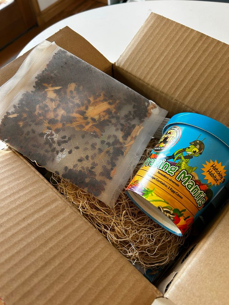 A bag of ladybugs and praying mantis container in a box. 