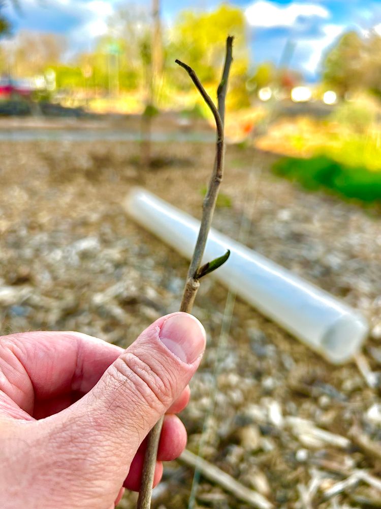 A tiny leaf on a transplanted paw paw seedling. 
