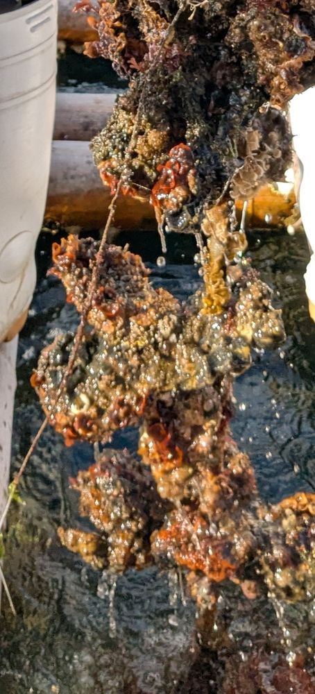 Crassostrea gigas oysters lifted out of the water in Hatsukaichi City, Hiroshima.