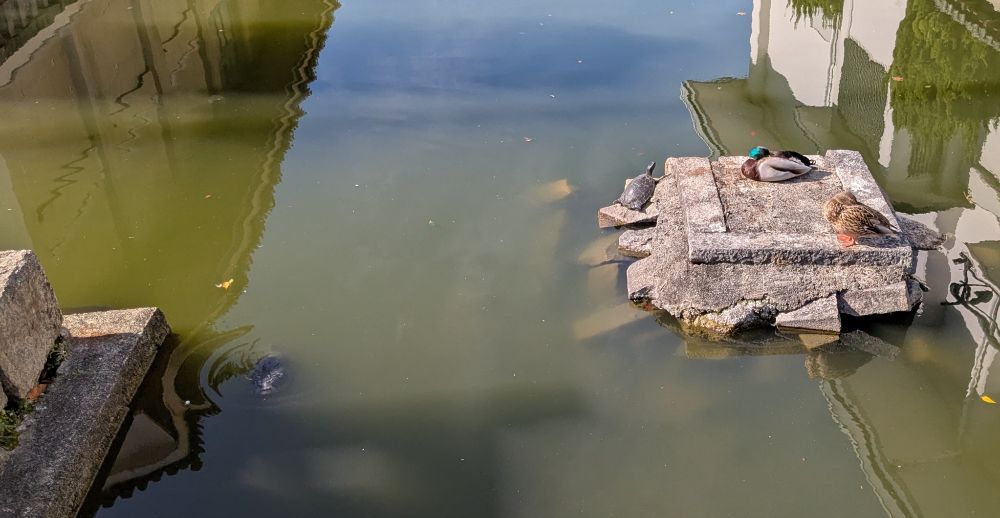 Ducks, a turtle, and a carp by and in the water at Tōji temple in Kyoto.