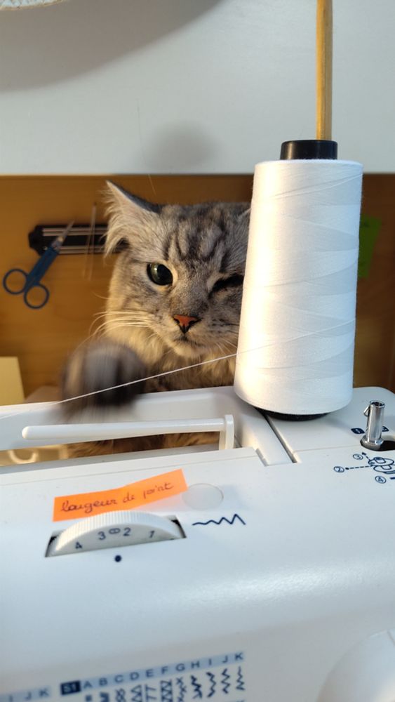 Photo d'un beau chat gris à poils longs qui s'est posté derrière ma machine à coudre et tend une papatte coquine vers mon fil...
