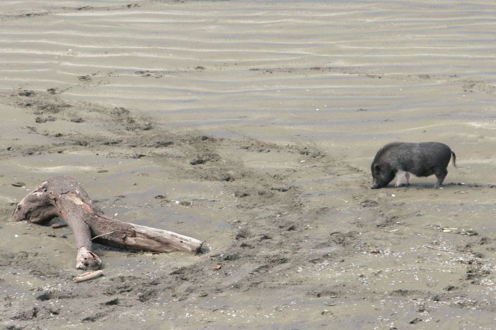 A large a black pig sniffs at the sand near a piece of driftwood.