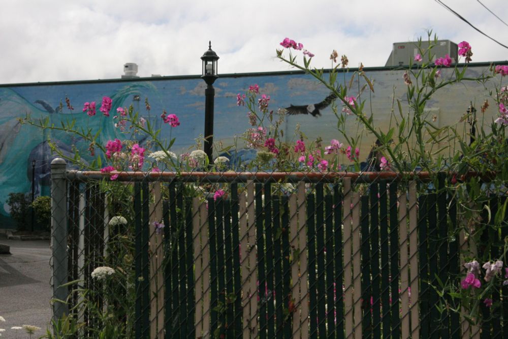 Pink flowers and white Queen Anne's Lace grow over and around a chain link fence with alternating green and white vertical slats. Beyond the fence is a wall painted with a mural featuring a crashing wave and soaring birds.  