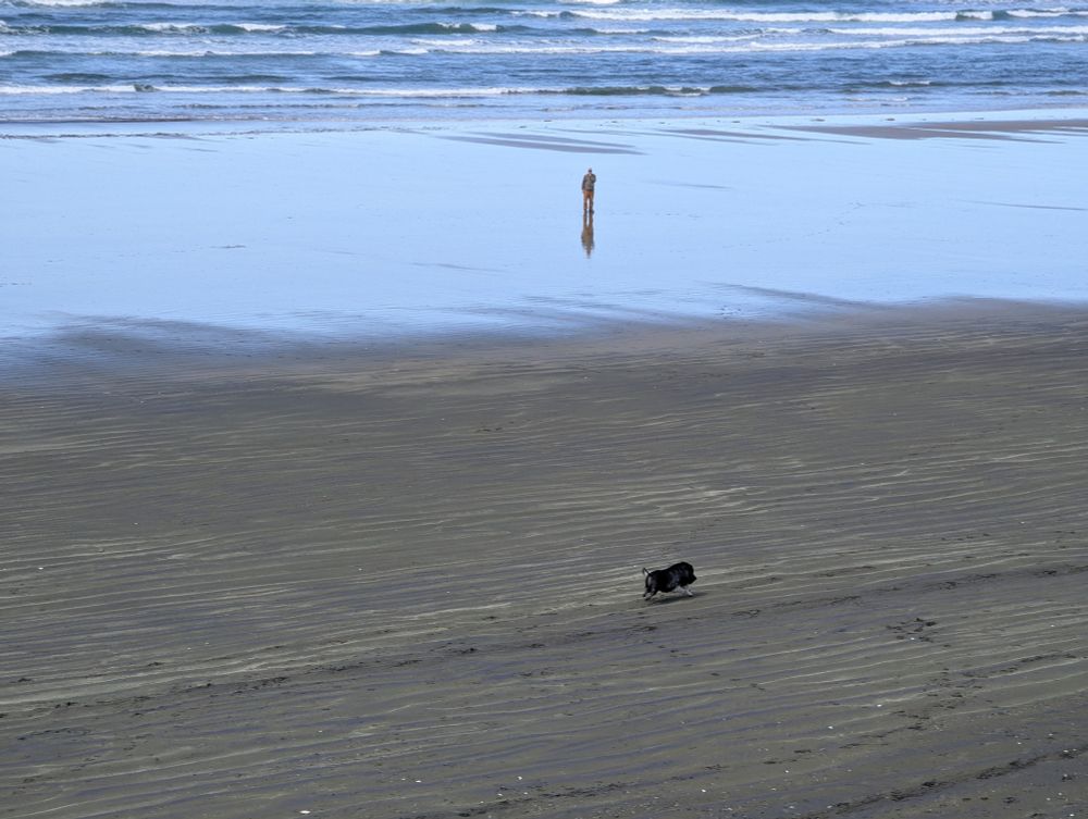 A black pig explores the dry sand while its dog companion is in the background, on the wet sand, with waves beyond 