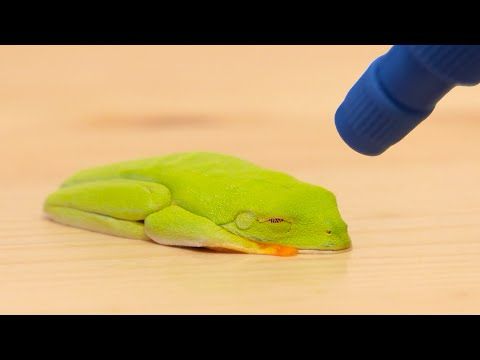 乾いたカエルに水をかけるとこうなる Instant frog - just add water!
