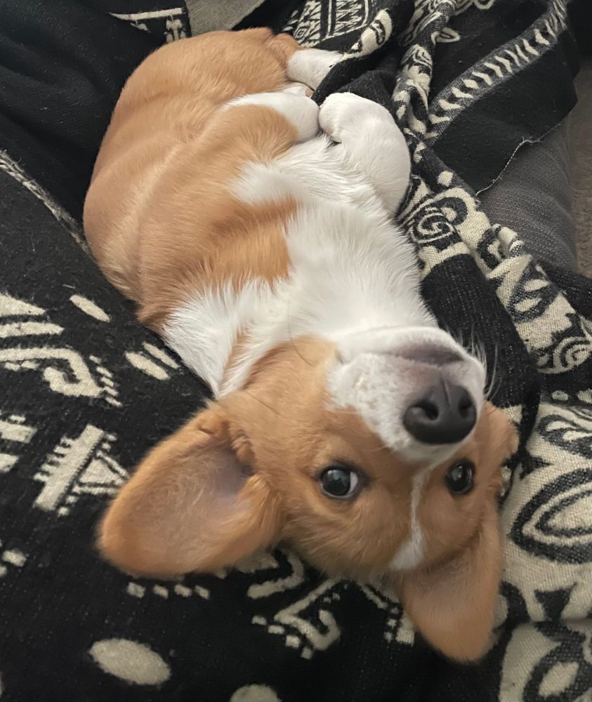 A corgi puppy laying upside down