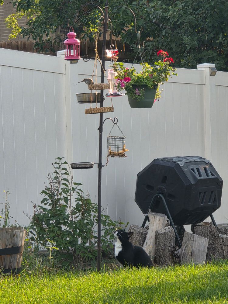 Black & white tuxedo cat sitting under a bird feeder looking up at a house sparrow feeding. 