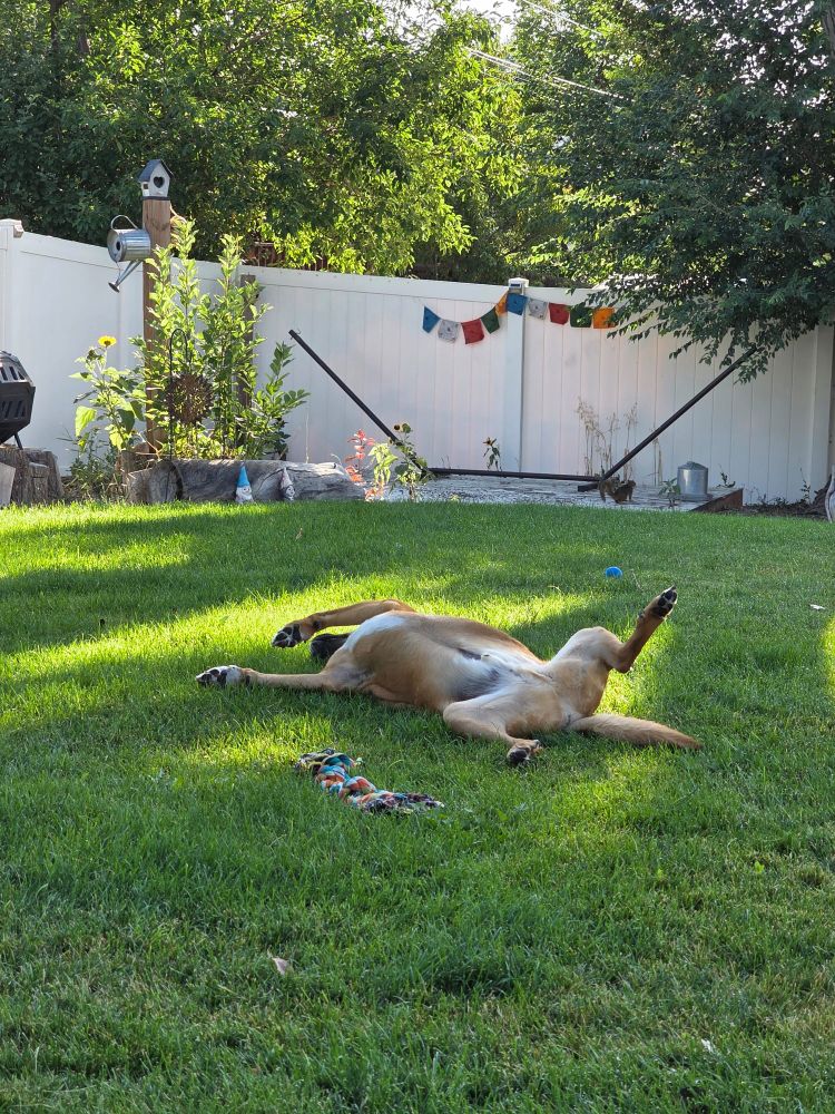 Photo of my dog sprawled out on his back on the grass.