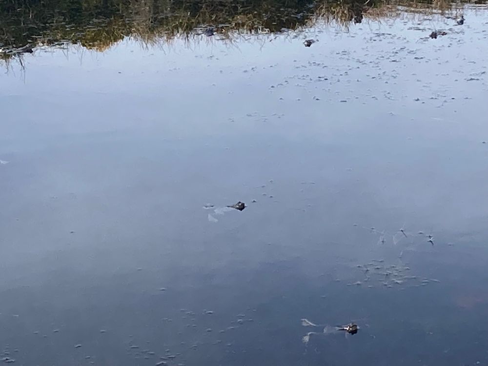 Video of a high moorland pond with lots of little frog heads poking out and ribbiting away!