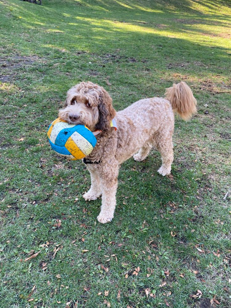 my bernedoodle harlow