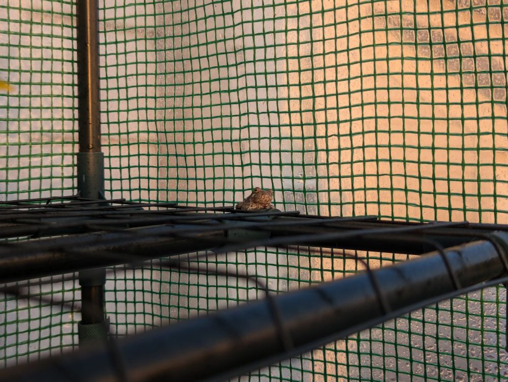Little frog sitting inside a greenhouse 