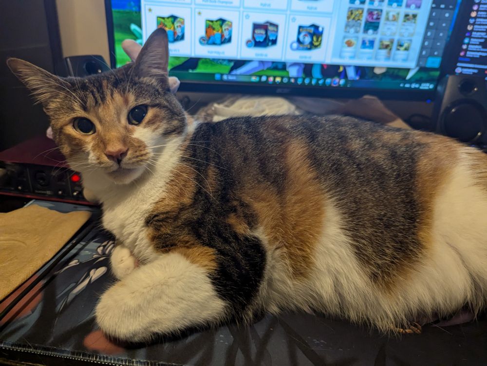 My actual cat Lina, laying on my desk looking at me