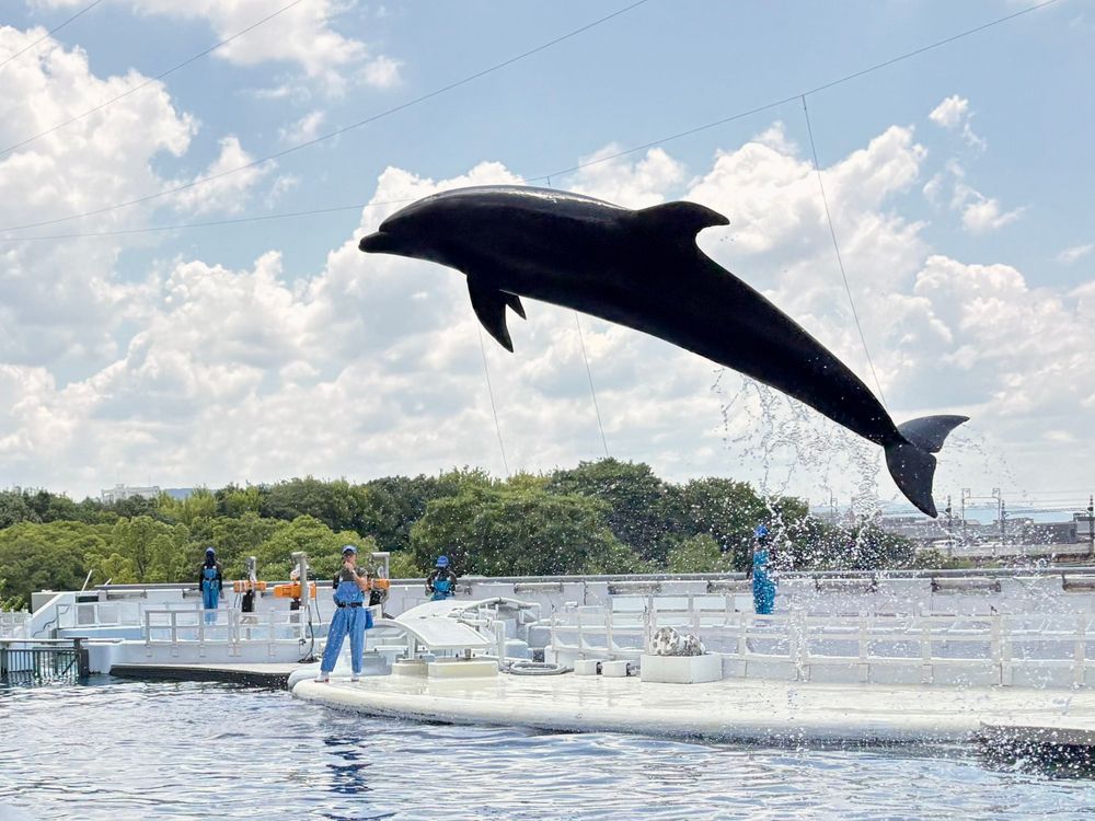 dill the dolphin flying through the air