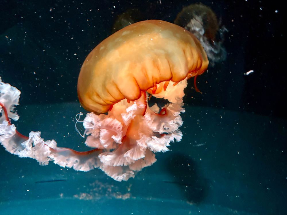 red jellyfish