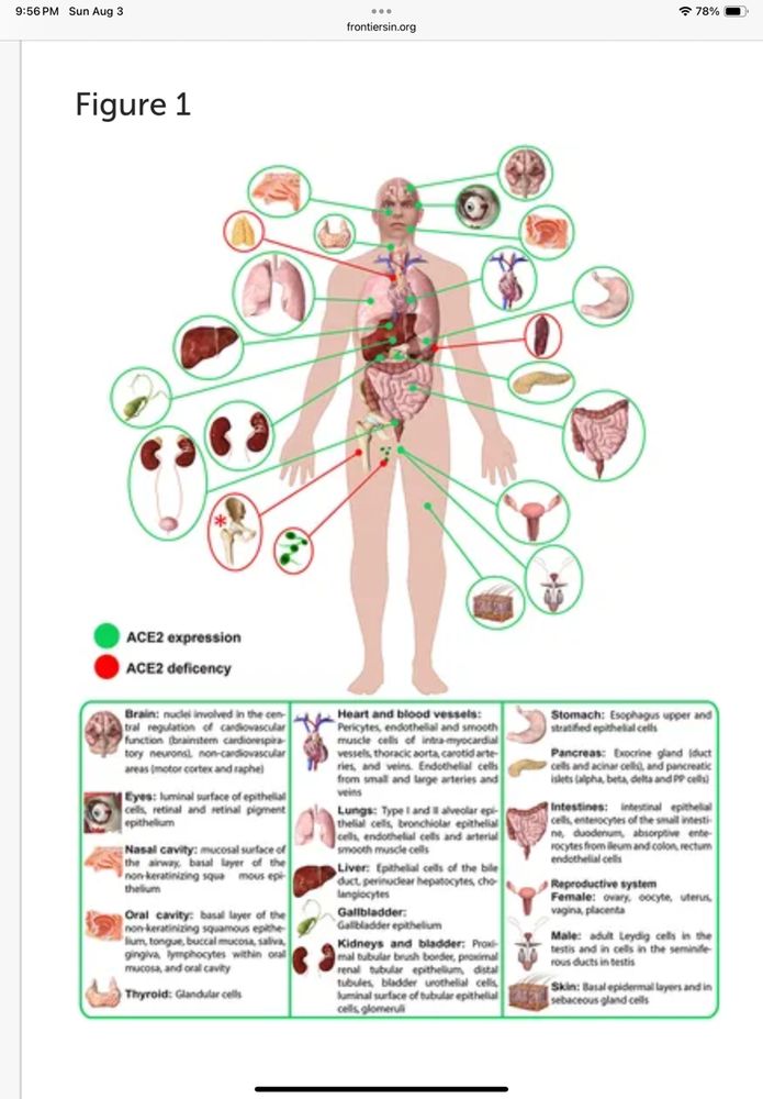 A schematic image of the human body showing where ACE2 receptors are expressed most heavily. Below is a list of each body part noted:

Brain: nuclei involved in the central regulation of cardiovascular function,  Eyes,  Nasal cavity,  Oral cavity,  Thyroid, Endothelial cell from small and large arteries and veins,  Lungs, Liver,  Gallbladder,  Kidneys and bladder, Stomach, Pancreas, Intestines,  Reproductive system Female and Male, Skin

Character limit prevents listing the details breakdown for each area.
