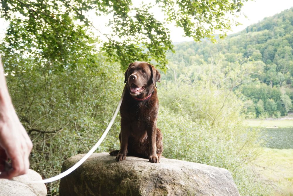 Chocolade bruine labrador zit op een rotsblok voor wat groene struiken. Op de achtergrond zie je gras, een meer en beboste berg 