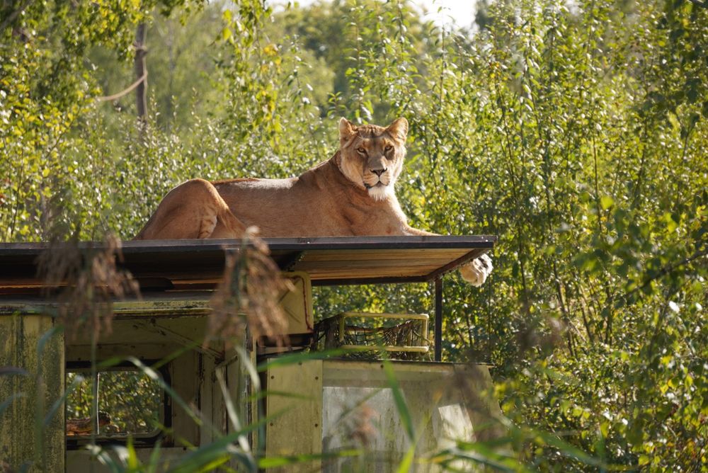 Leeuwin ligt in een groene omgeving met struiken op het dak van een ranger auto. Ze kijkt richting de lens