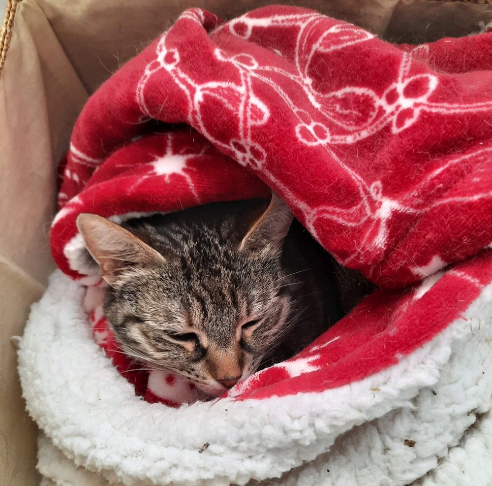 Smsll cat snuggled under red blanket, only her head is showing