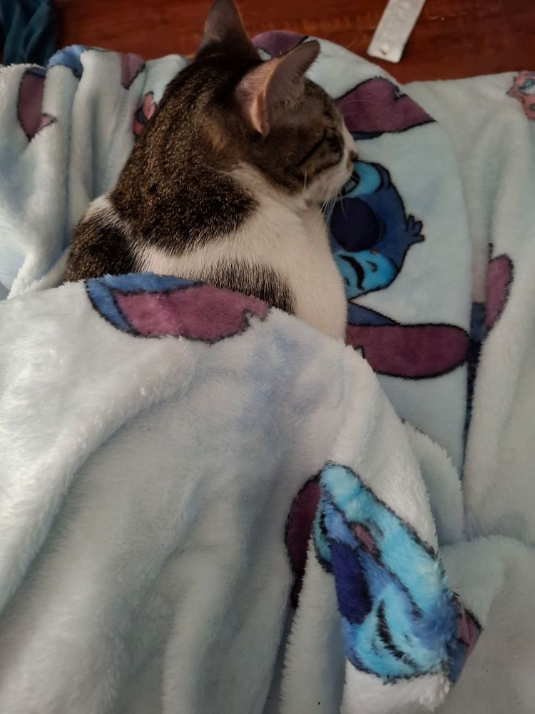 Gray and white kitten sleeping in a blanket.
