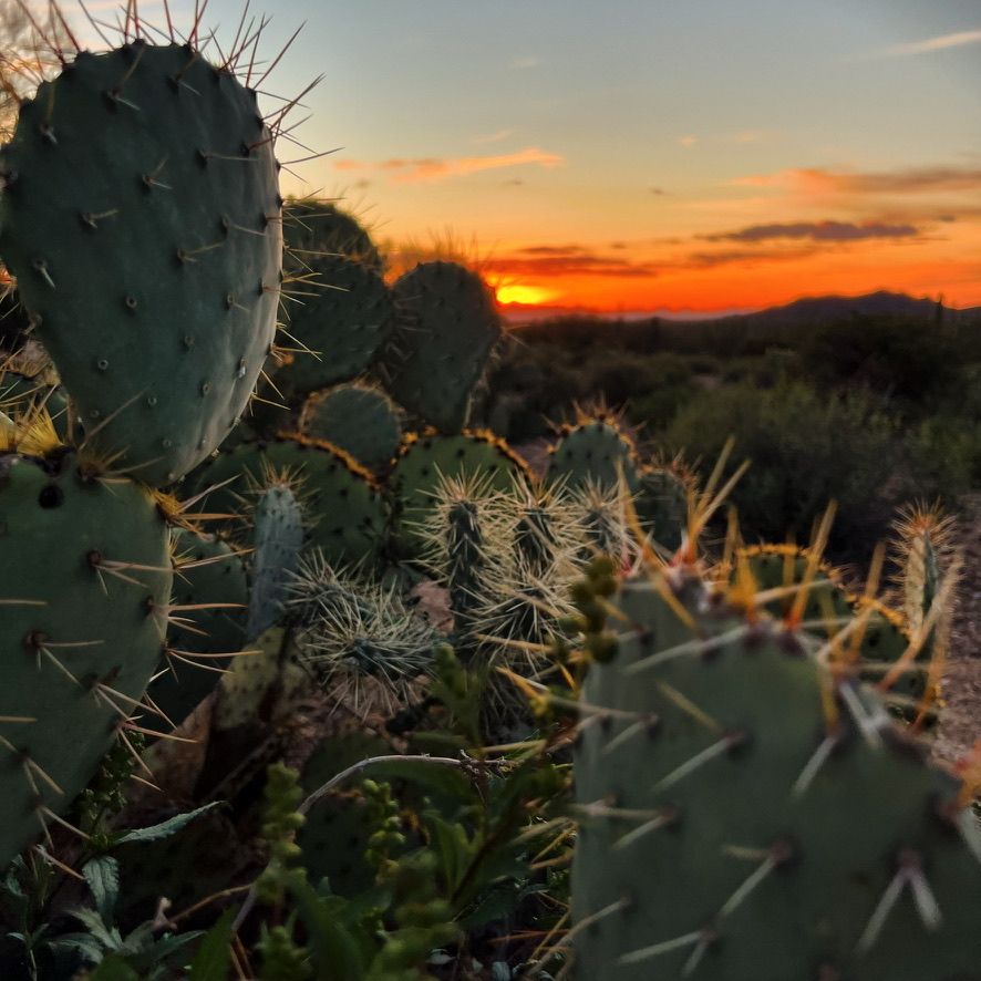 A sunset in Arizona with a prickly pear cactus in the foreground.